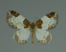 Mesoleuca albicillata (Linnaeus, 1758)