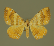 Camptogramma bilineata (Linnaeus, 1758)