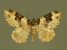 Xanthorhoe fluctuata (Linnaeus, 1758)