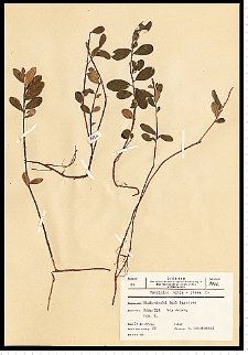 Vaccinium vitis-idaea L.