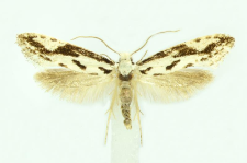 Nemapogon picarella (Clerck, 1759)