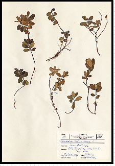 Vaccinium vitis-idaea L.