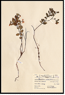 Vaccinium vitis-idaea L.