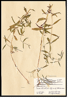 Epilobium palustre L.