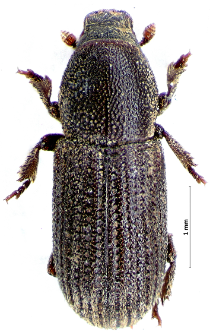 Hylastes cunicularius W.F. Erichson, 1836