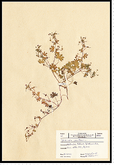 Geranium pusillum Burm. F. ex L.