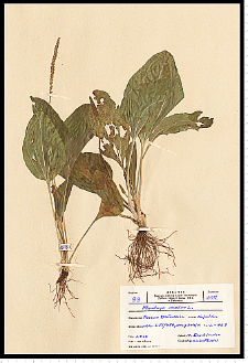 Plantago major L.