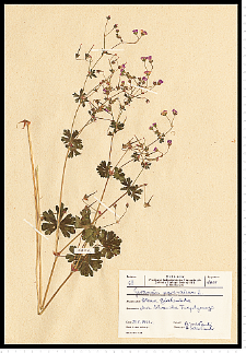Geranium pyrenaicum Burm