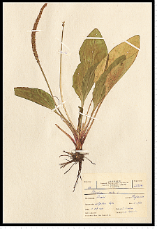 Plantago major L.