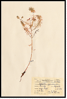 Euphorbia cyparissias L.