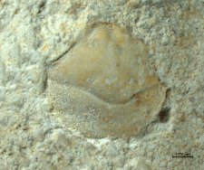 Goniodromites narinosus