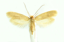 Tineola bisselliella (Hummel, 1823