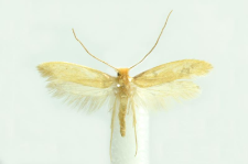 Tineola bisselliella (Hummel, 1823)