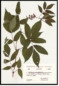 Sambucus racemosa L.