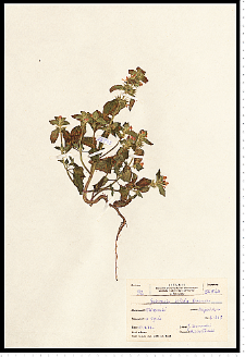 Galeopsis bifida Boenn.