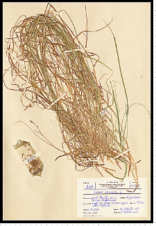 Carex remota L.