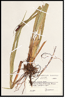Carex riparia Curtis