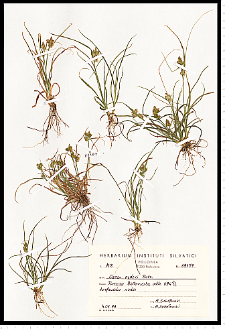 Carex oederi Retz.