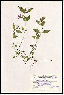 Vinca minor L.