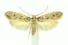 Niditinea striolella (Matsumura, 1931)