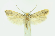 Niditinea striolella (Matsumura, 1931)