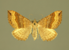 Scotopteryx chenopodiata (Linnaeus, 1758)