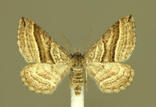 Phibalapteryx virgata (Hufnagel, 1767)