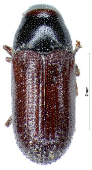 Tomicus minor (G.L. Hartig, 1834)