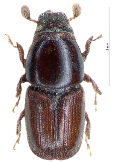 Scolytus laevis F. Chapuis, 1869