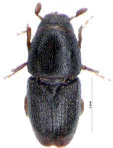 Scolytus rugulosus (Ph.W.J. Müller, 1818)