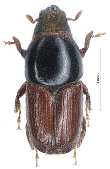 Scolytus scolytus (Fabricius, 1775)