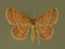 Scopula rubiginata (Hufnagel, 1767)