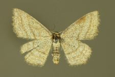 Scopula virgulata (Denis & Schiffermüller, 1775)