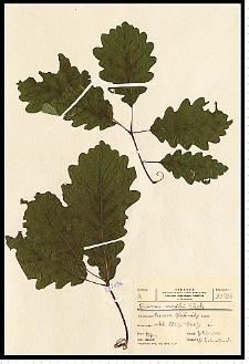 Quercus petraea (Matt.) Liebl.