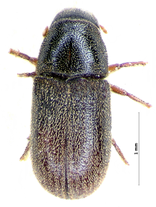 Polygraphus punctifrons C.G. Thomson, 1886