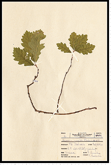 Quercus petraea (Matt.) Liebl.