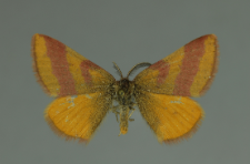 Lythria cruentaria (Hufnagel, 1767)