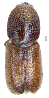 Pityogenes irkutensis monacensis Fuchs, 1911