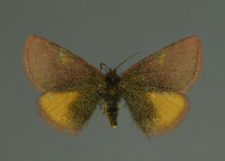 Lythria cruentaria (Hufnagel, 1767)