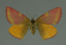 Lythria cruentaria (Hufnagel, 1767)