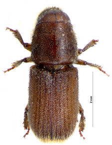 Hylurgus ligniperda (Fabricius, 1787)