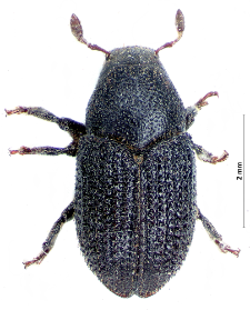 Hylesinus crenatus (Fabricius, 1787)