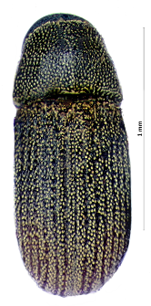 Carphoborus minimus (Fabricius, 1798)