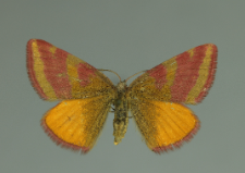 Lythria purpuraria (Linnaeus, 1758)