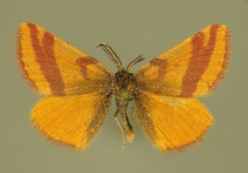 Lythria purpuraria (Linnaeus, 1758)