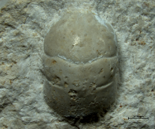 Tanidromites scheffnerae