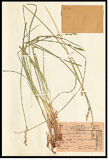 Carex canescens L.