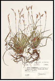 Carex digitata L.