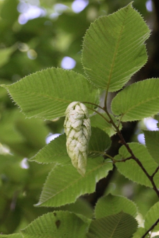 Carpinus cordata Blume