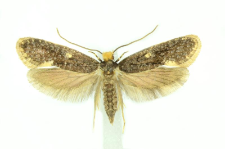 Monopis weaverella (Scott, 1858)